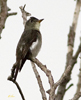 Olive-sided Flycatcher